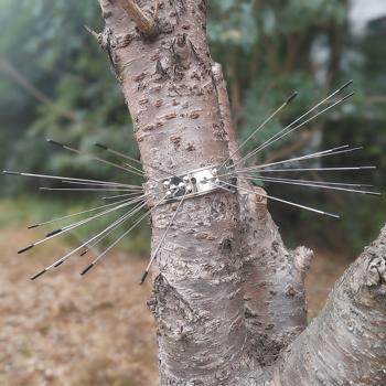 Preview: Protections anti-fouines efficaces (2 pièces) – pour gouttières ou arbres – efficaces contre les ratons laveurs ou les chats – montage facile