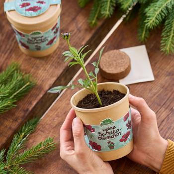 Preview: Beautiful Chocolate Flower Grow Kit in a Cup – Start your fragrant hobby for balcony & windowsill – Original Christmas gift