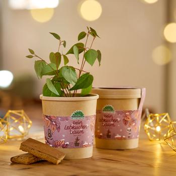 Preview: Beautiful Gingerbread Tree Growing Kit – Scent Guarantee: Cinnamon & Gingerbread! Wonderful Katsura Tree Cultivation Kit for Your Home – Ideal Gift!