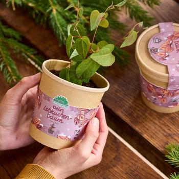 Preview: Beautiful Gingerbread Tree Growing Kit – Scent Guarantee: Cinnamon & Gingerbread! Wonderful Katsura Tree Cultivation Kit for Your Home – Ideal Gift!