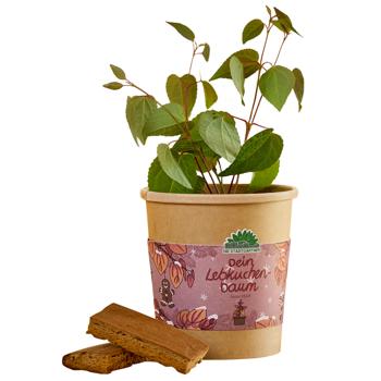 Beautiful Gingerbread Tree Growing Kit – Scent Guarantee: Cinnamon & Gingerbread! Wonderful Katsura Tree Cultivation Kit for Your Home – Ideal Gift!