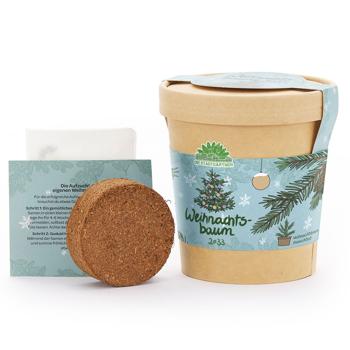 Preview: Set of 2 high‑quality spruce growing kits for your own Christmas tree for 2033 – DIY grow your fir tree – original Christmas gift