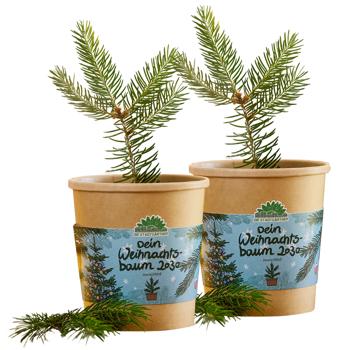2er-Set Hochwertiges Fichten-Anzuchtset für Ihren eigenen Weihnachtsbaum für 2030 – DIY Tannenbaum züchten – Originelles Geschenk für Weihnachten