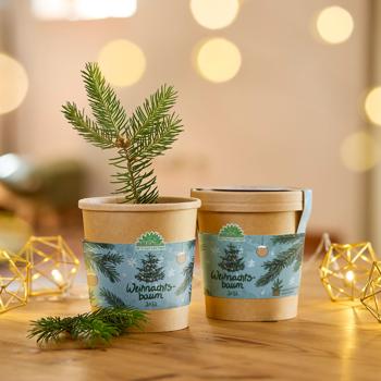Preview: Set of 2 high‑quality spruce growing kits for your own Christmas tree for 2033 – DIY grow your fir tree – original Christmas gift