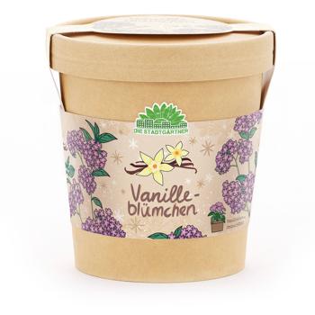 Preview: 2er-Set Vanilleblume Anzuchtset im Becher – Pflanzset mit Duft-Saatgut, Quelltablette & Anleitung – Nachhaltige Geschenkidee zu Weihnachten