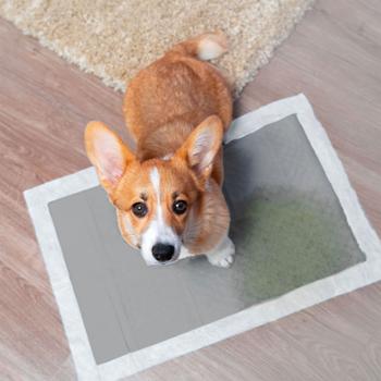 Preview: 60 Tapis d’entraînement chiots/chiens - Charbon actif pour absorption odeurs - Anti-fuite, absorbant, 60x60cm - Protection hygiénique sols