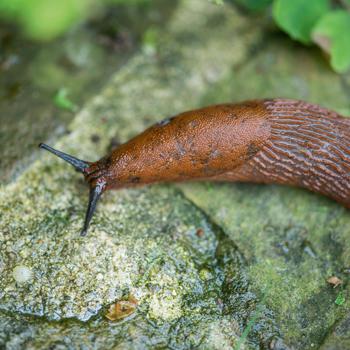 Preview: set di 8 trappole organiche per lumache, rispettose dell‘ambiente, riempibili con birra/acqua zuccherata, efficace controllo delle lumache, protezione sostenibile