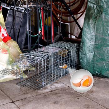 Preview: Robusta trappola per martore (66x26x23cm) in metallo - Con maniglia per il trasporto e protezione dai morsi - Cattura sicura senza ferite per uomini e animali