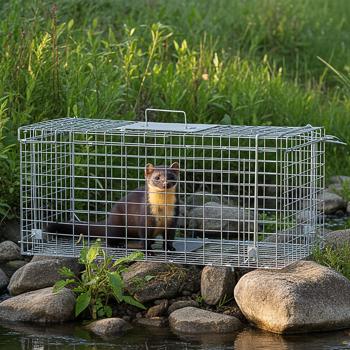 Preview: set di 2 robuste trappole per martore (66x26x23cm) in metallo - Con maniglia per il trasporto e protezione dai morsi - Cattura sicura e senza ferite per uomini e animali