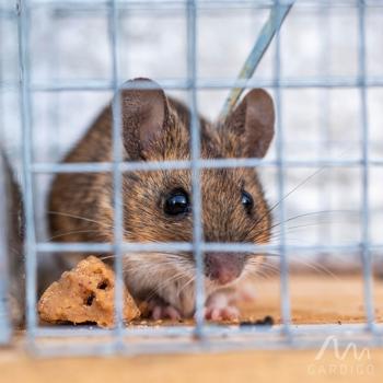 Preview: Pièges à souris non létaux - Lot de 2 cages réutilisables bois et métal - Capture vivante rongeurs efficace et sûre - 15x5,5x7,3cm
