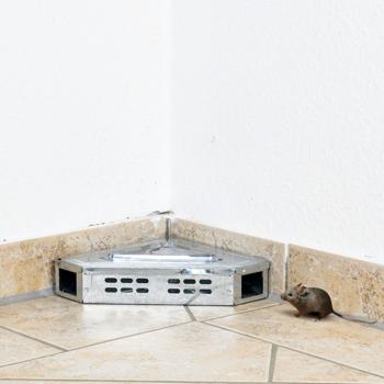 Preview: set of 2 live traps for mice, corner trap
