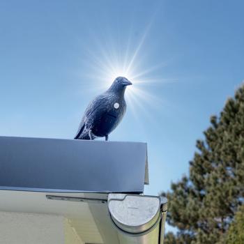 Preview: Realistic bird repellent crow with sound: Battery-operated raven bird deterrent for effective bird repelling. Natural crow sounds for deterrence