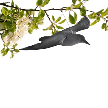 Preview: Falco da difesa, 59 cm di apertura alare