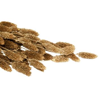 Preview: Getrockneter Phalaris-Bund Gold - Natur Deko für Vase, Gestecke & Kränze - 250g Bund, 50-60 cm Länge - Natürliche Heimdekoration