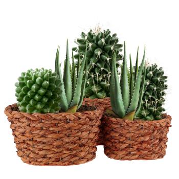 Preview: set de 3 pots naturels en herbe tressée, cache-pots avec film intérieur, rouge rouille