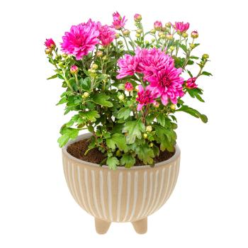 Preview: Ceramic plant pot, ceramic bowl with 3D design, white-striped, beige, 14 x 10 cm