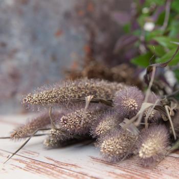 Preview: Getrocknetes Pampasgras-Set 2er - Natur & dunkelgrüne Wildhirse - ca. 15 Zweige 75cm & 150g 50-70cm - Für boho Deko & Bastelarbeiten