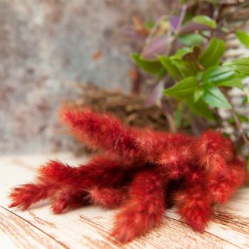 Preview: Pampasgras getrocknet 2er-Set - Natur & Bordeaux Trockenblumen für Vase, Deko & Gestecke - 18-20 Natur, 15 Bordeaux Zweige - ca. 75cm lang