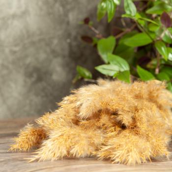 Preview: Pampasgras getrocknet 2er-Set - Natur & Bordeaux Trockenblumen für Vase, Deko & Gestecke - 18-20 Natur, 15 Bordeaux Zweige - ca. 75cm lang