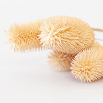 Preview: Trockenblumen weisse Disteln 2er-Set - Natur-Dekoration für Zuhause & Bastelarbeiten - je 5 Zweige, 70 cm lang - 100% natürlich & langlebig