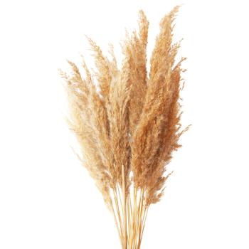 Preview: 2er-Set Trockenblumen Pampasgras natur - weisse Distel Blumen Deko für Vase Gestecke - Länge 70-77cm - Natur-Look, Gemütliche Wohlfühlatmosphäre