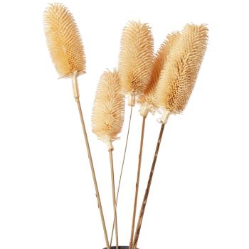 Preview: 2er-Set Trockenblumen Pampasgras natur - weisse Distel Blumen Deko für Vase Gestecke - Länge 70-77cm - Natur-Look, Gemütliche Wohlfühlatmosphäre