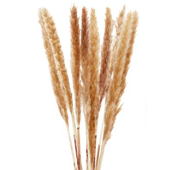 Preview: 3er-Set Trockenblumen Pampasgras natur - weisse Disteln fein & grob ca. 70-77cm lang - vielseitige Blumendeko für Zuhause & Gestecke