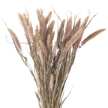 Preview: 3er-Set Trockenblumen - Pampasgras natur, Wildhirse & weisse Disteln - Blumen Dekoration für Vasen & Gestecke - Ganzjähriger Pflanzenschmuck 139