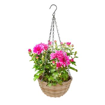 Preview: Hängeblumentopf Weidengeflecht braun - Blumenampel mit Kette & Haken für Zimmer & Terrasse - Ø 30x16,5cm - Natur-Optik - Auch als Aufbewahrungskorb