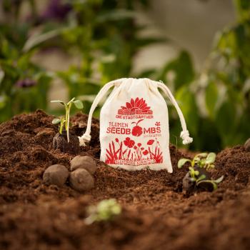 Preview: Bombe di semi di campo di grano fiorito Set di 8, bombe di semi con 21 semi diversi