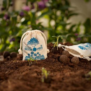 Preview: Samenbomben Gänseblümchen 8er-Set - Einfach Blumen pflanzen Garten Balkon Geschenk - Naturmaterialien handgemacht Wuchshöhe 10cm
