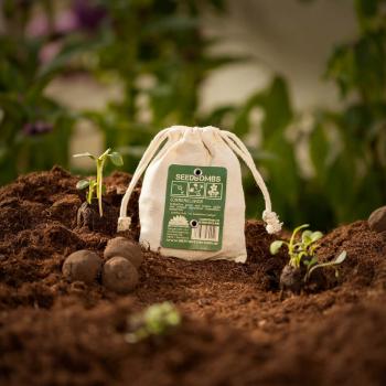 Preview: Set di 8 bombe di semi di girasole, bombe di semi con 5 varietà di girasole diverse