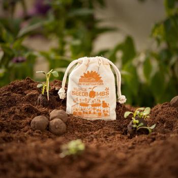 Preview: Set di 8 bombe di semi per vasi, bombe di semi con 6 diverse varietà di fiori