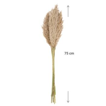 Preview: Pampasgras 10er-Bund - Trockenblumen Deko in Vasen/Gestecken - Natur - 75 cm Länge - Federleicht - Langlebig - Für Esszimmer, Wohnzimmer, Arbeitszimmer