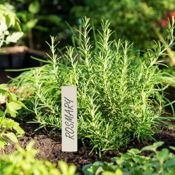 Preview: Pflanzenstecker Holz 60er-Set - Steckschilder zum Beschriften für Kräuter Blumen Gemüse Garten - Individuell gestaltbar - 10,5x2x0,2cm braun