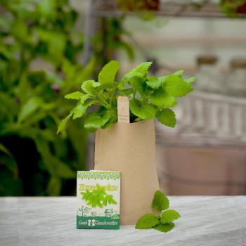 Preview: Kit de graines de mélisse citronnelle, graines avec terreau, instructions, bâtonnets de plantation