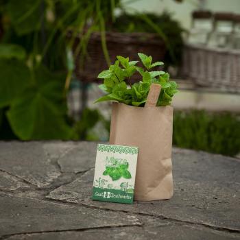 Preview: Kit de graines de menthe, graines avec terreau, instructions, bâtonnets de plantation