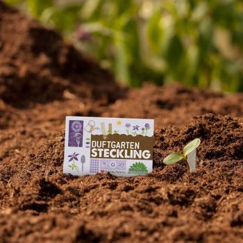 Preview: 10 bâtonnets à planter – jardin odorant