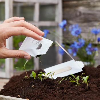 Preview: Salutations de semis - Hello sunshine, mélange de tournesols