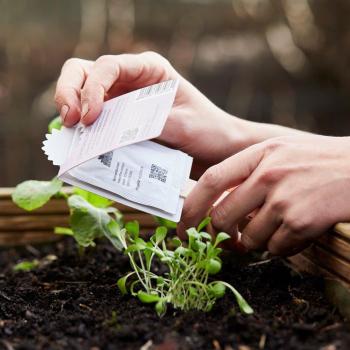 Preview: Salutations de semis - Hello sunshine, mélange de tournesols