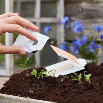 Preview: Seed Greetings - Greeting card “Bee happy“, Colorful flower mix