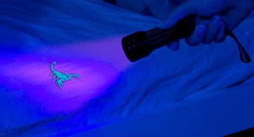 Preview: UV-Taschenlampe mit Geldprüffunktion – 2-in-1 Gerät mit 21 LEDs, batteriebetrieben