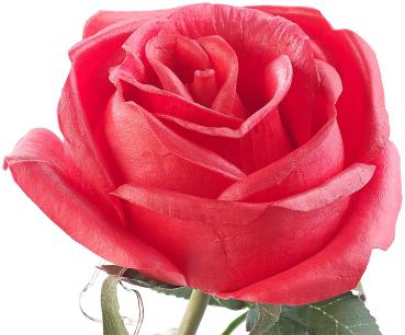 Preview: Elegante rosa artificiale con illuminazione a LED in una vera cupola di vetro, rossa