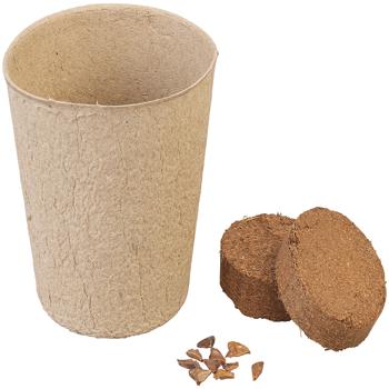 Preview: Christmas tree growing set including 10 Nordmann fir seeds