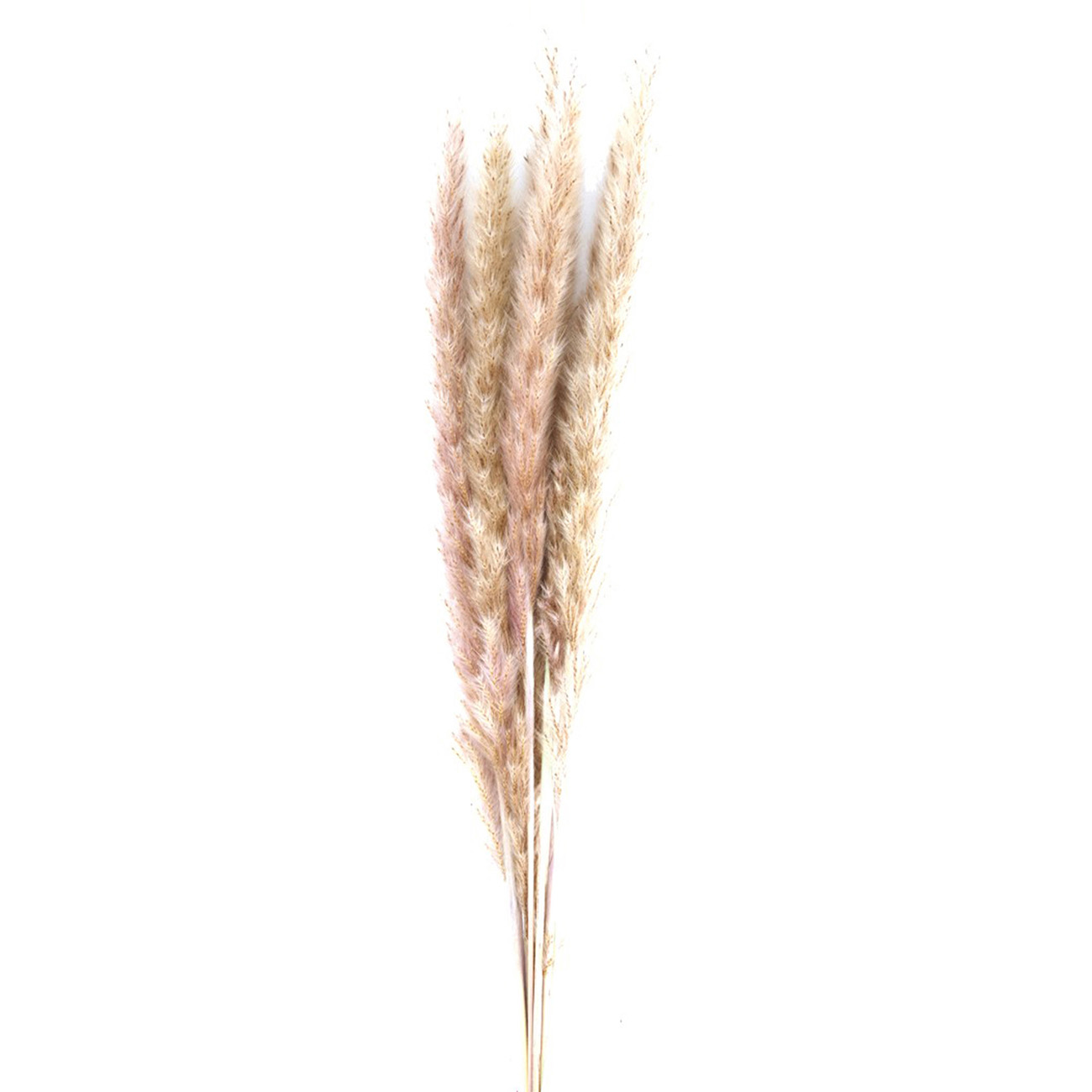 Pampasgras im 6er-Bund, Trockenblumen Deko in Vasen oder Gestecken, natur, 65 - 75 cm