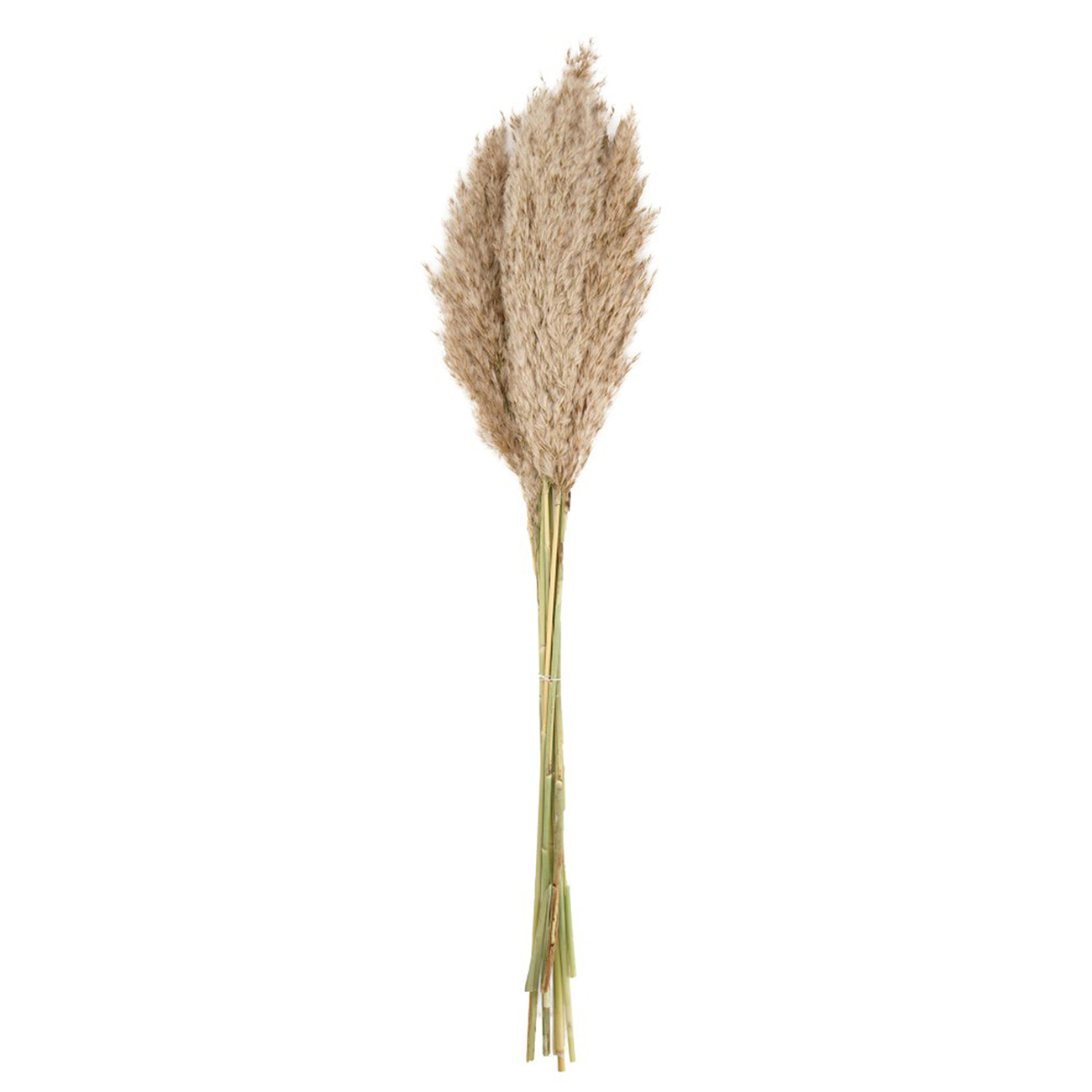 Pampasgras im 10er-Bund, Trockenblumen hübsche Deko in Vasen oder Gestecken, natur, 75 cm