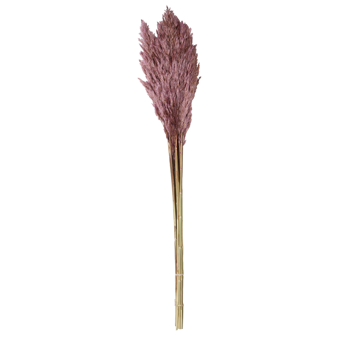 Pampasgras im 6er-Bund, Trockenblumen Deko in Vasen oder Gestecken, helllila, 70 - 75 cm