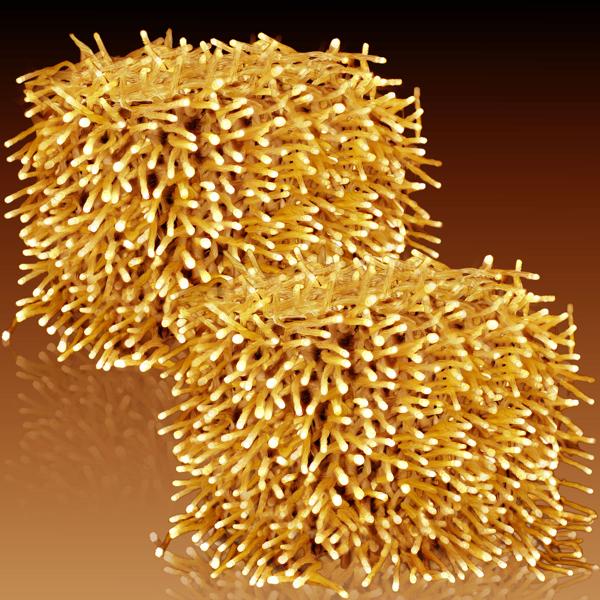 2er-Set Wunderschöne LED-Büschel-Lichterkette, 2000 warmweisse LEDs, 8 Leucht-Modi, IP44, 20m - Ideal für Weihnachten, Balkon, Garten, Hochzeit & Deko