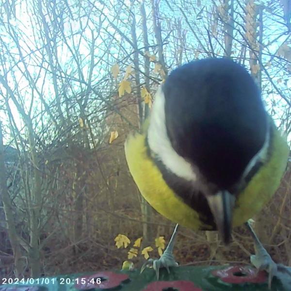 Mangeoire pour oiseaux avec caméra et panneau solaire : caméra sauvage pour découvrir l‘avifaune de près dans le jardin
