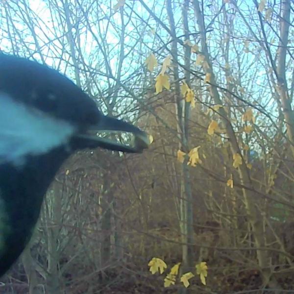 Mangeoire pour oiseaux avec caméra et panneau solaire : caméra sauvage pour découvrir l‘avifaune de près dans le jardin